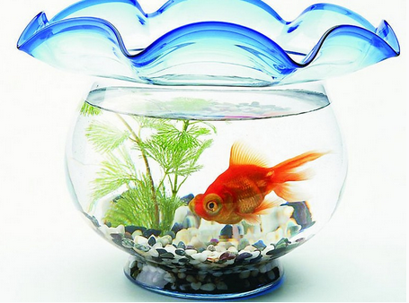 在客廳里怎樣養金魚？金魚怎么養風水好