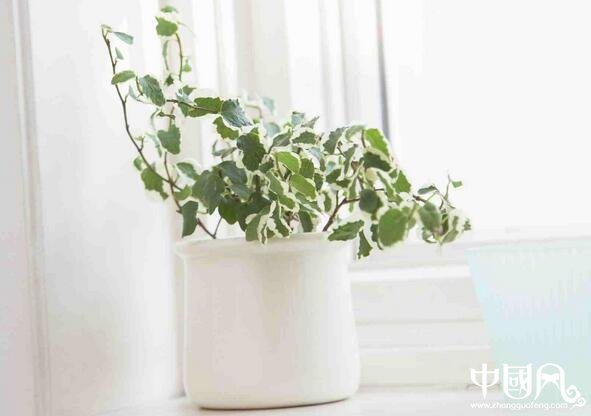 室內不適合種植的植物