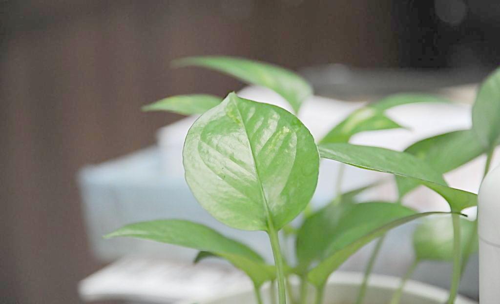 辦公室植物也有風(fēng)水禁忌？？？