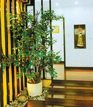 這些家居植物擺設風水禁忌，你知道嗎？
