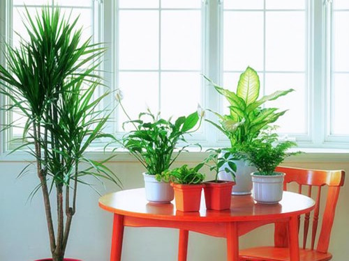 你知道家里放植物的風水禁忌嗎？？？