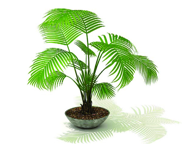 一定要學會的室內植物擺設風水禁忌?。?！