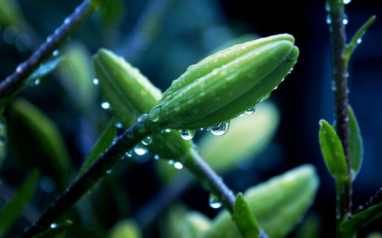 擺設植物也有風水禁忌？還不趕快學！