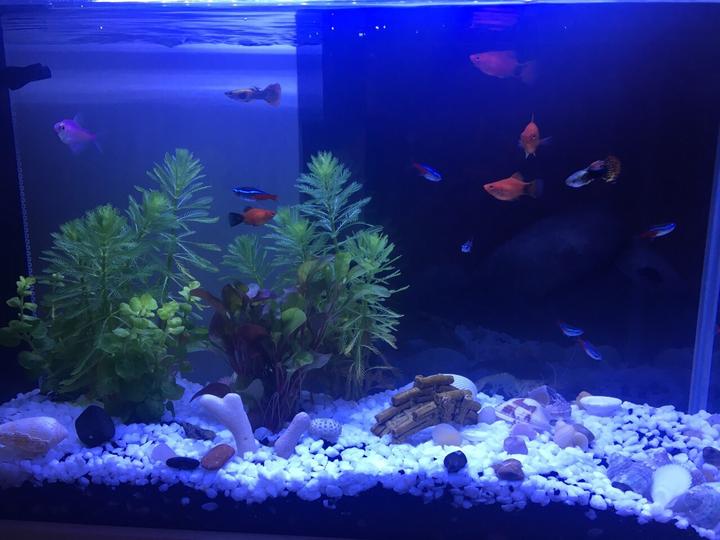 震驚！！！家居魚缸也有風水禁忌！！！