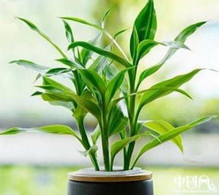 書房養盆栽松樹風水