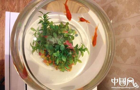 家居中金魚的風(fēng)水