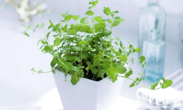 家居植物中的擺設風水圖解