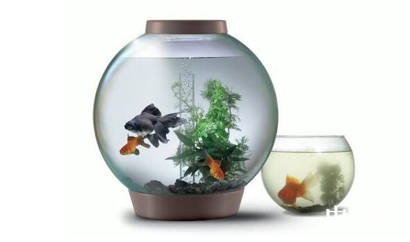 家居中的養魚風水講究