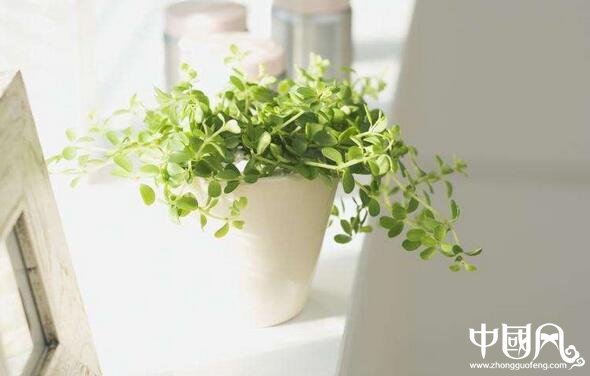 家里養著哪些植物風水好
