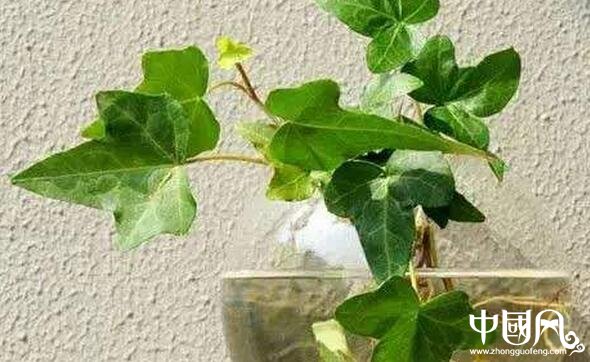 室內擺放什么植物好