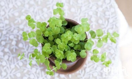 室內擺放綠色植物