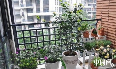 陽臺的風水植物講究