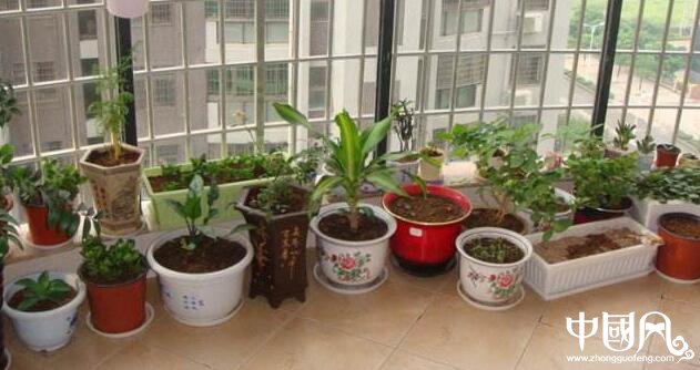 陽臺的風水植物講究