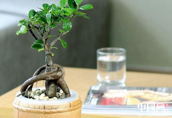 各種室內的植物風水