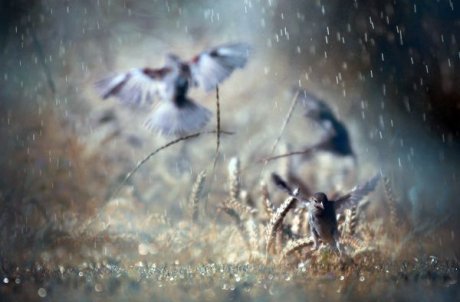 有關雨的唯美古風句子詩詞三首
