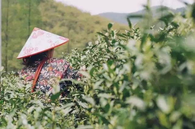 莫干山悠然九希，面朝竹海背向茶山的避暑圣地