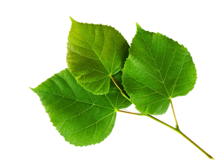 震驚！！！植物也能招桃花運(yùn)！！！