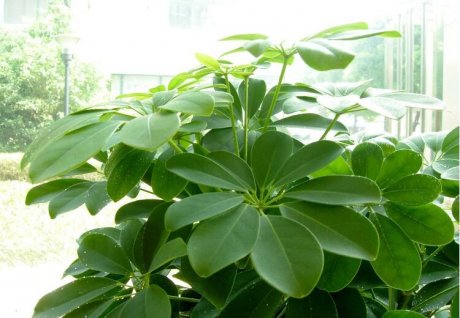 風水上招財的植物有哪些，八種植物招財又旺宅