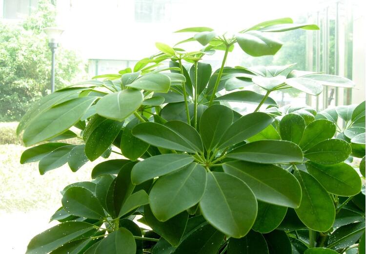 風水上招財的植物有哪些，八種植物招財又旺宅